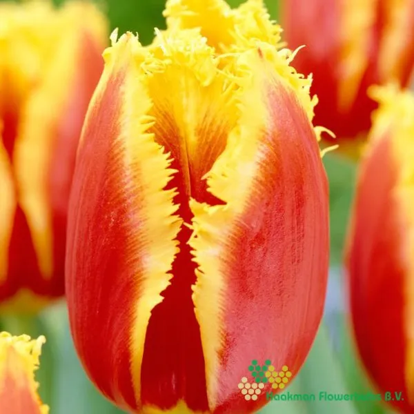 Tulp Davenport