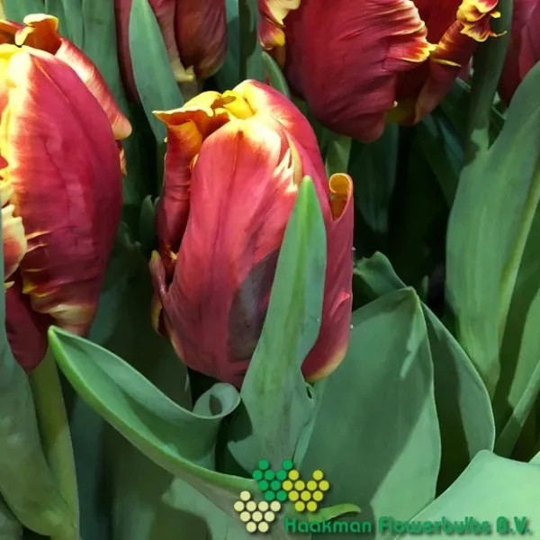 Tulp Dee Jay Parrot