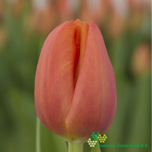 Tulp Delta Storm