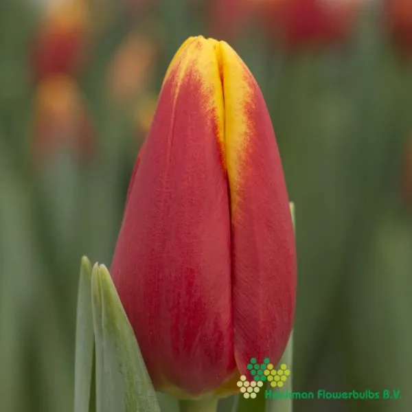 Tulp Denmark