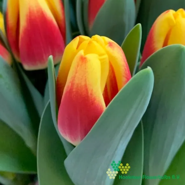 Tulp Disco
