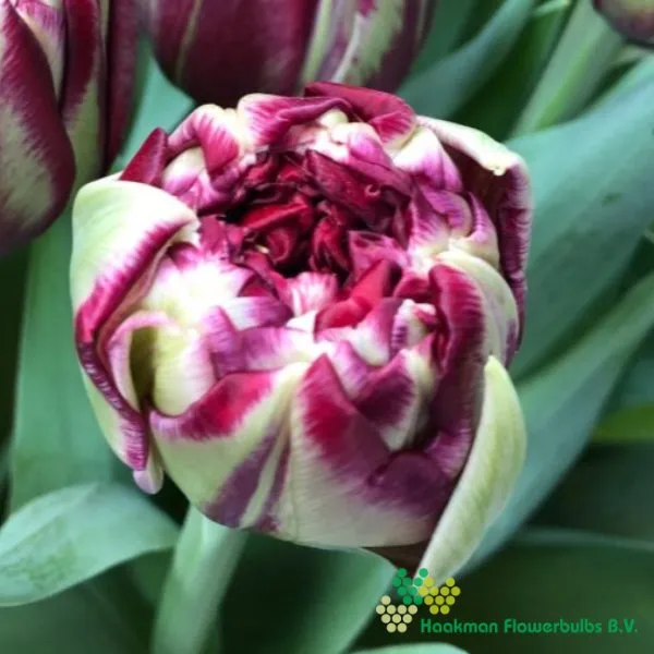 Tulp Doctor Boerhaave