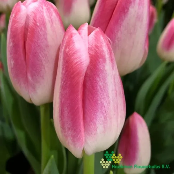 Tulp Donatello
