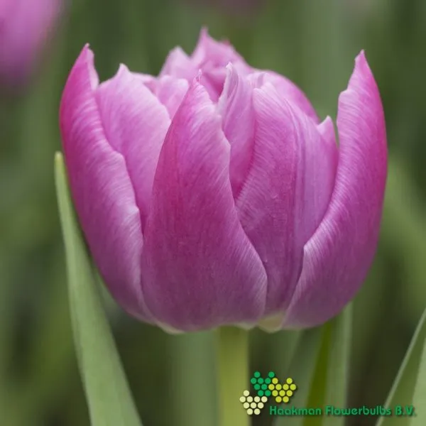 Tulp Double Price