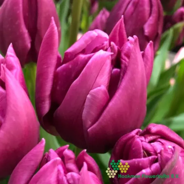 Tulipa Double Princess