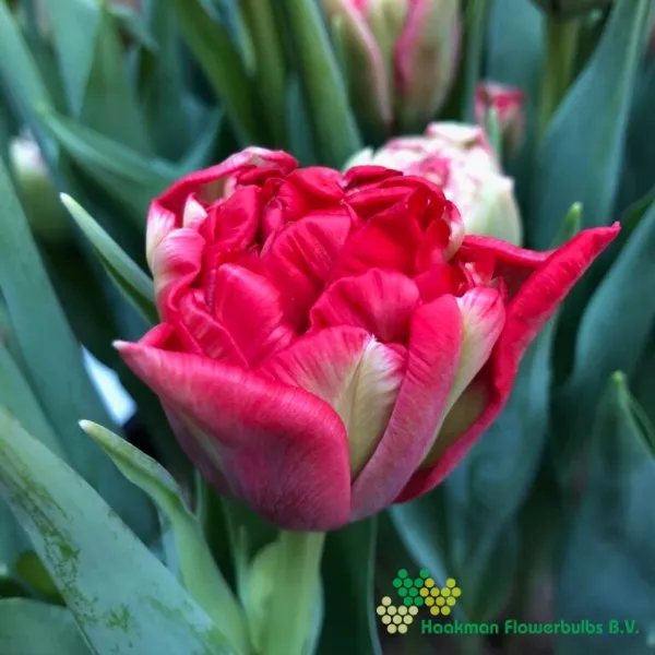 Tulp Double Twist