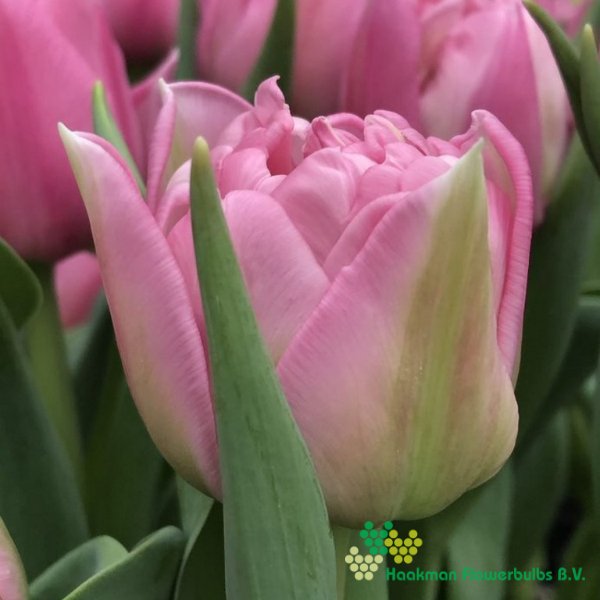Dressing