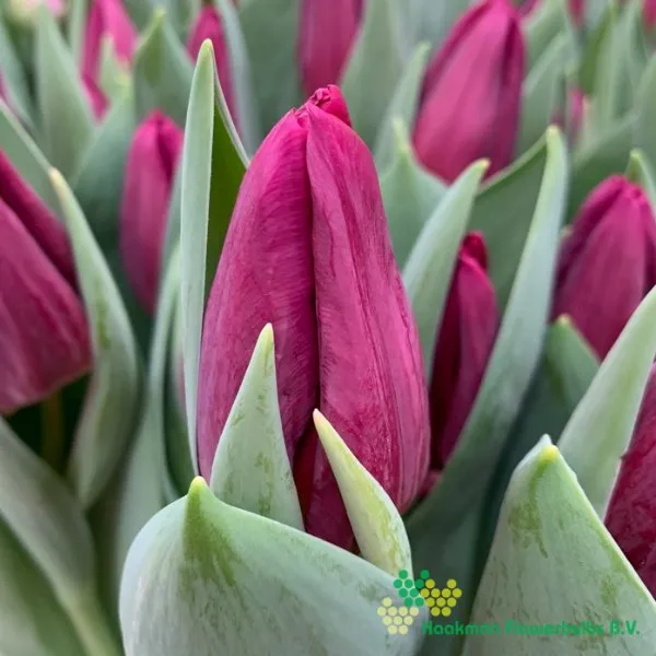 Tulp Duet