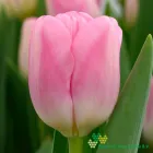 Dutch Delight
