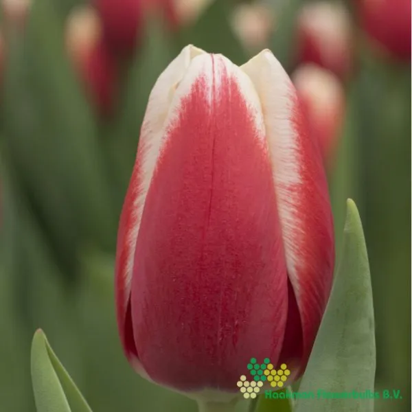 Tulp Energy4all