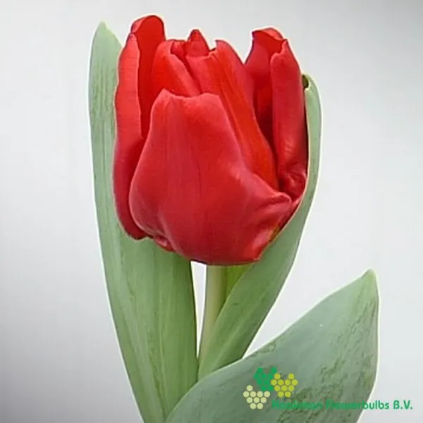 Tulp Escape