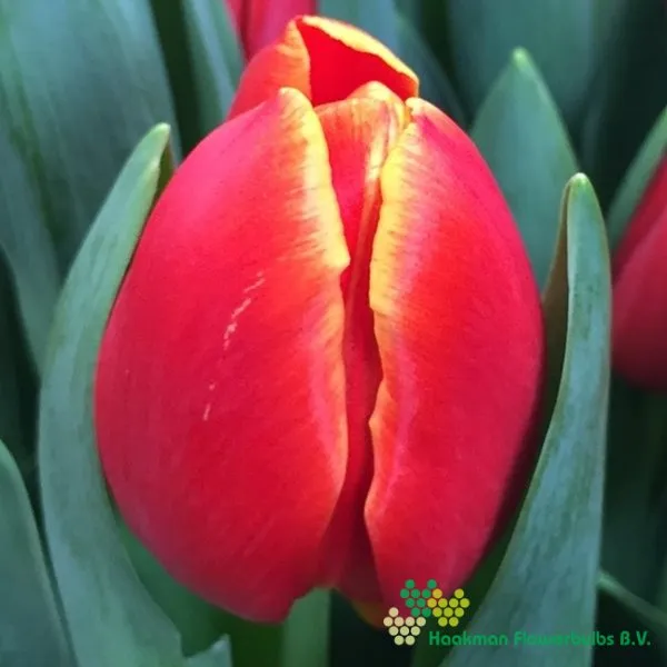 Tulp Esta Bonita