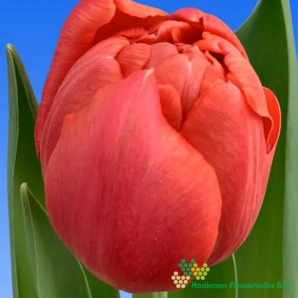 Tulp Etched Salmon