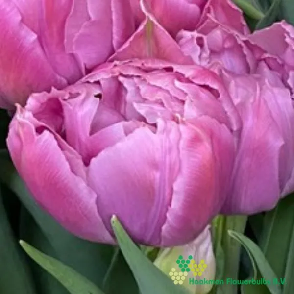 Tulipa Favourite Price