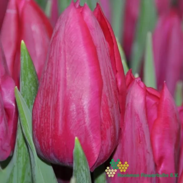 Tulp First Life