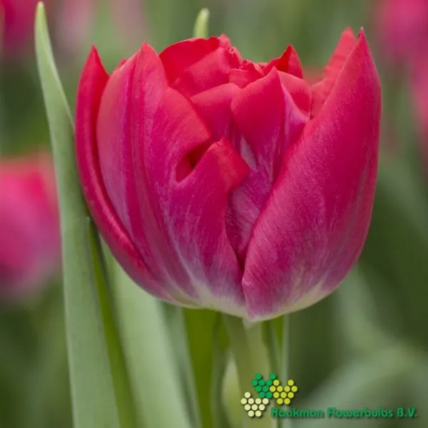 Tulp First Price