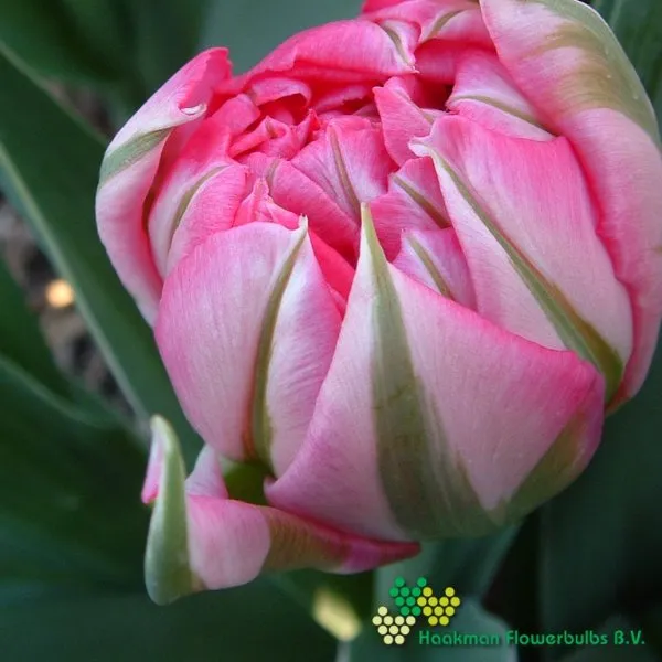 Tulp Flash Point