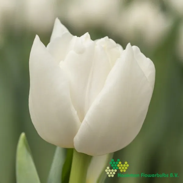 Tulp Iceberg
