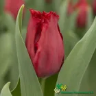 Indiana
