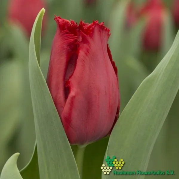 Tulp Indiana