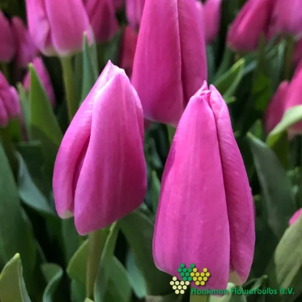 Tulp Irina