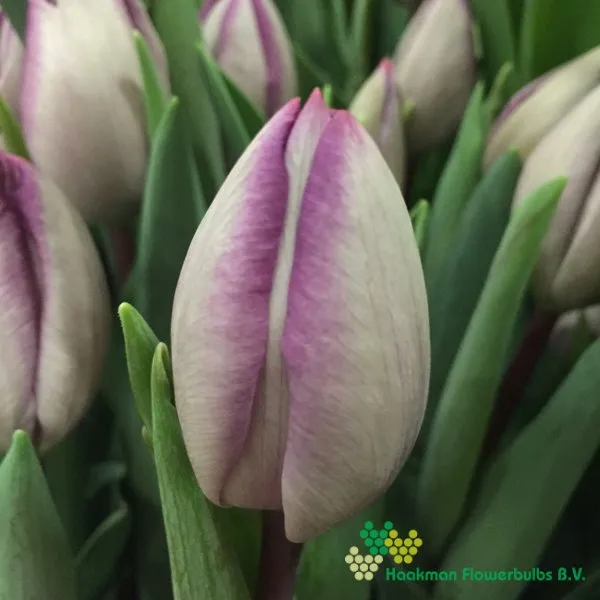 Tulp Jacuzzi
