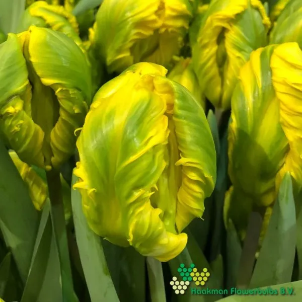 Tulipa Jan van Nes Parrot