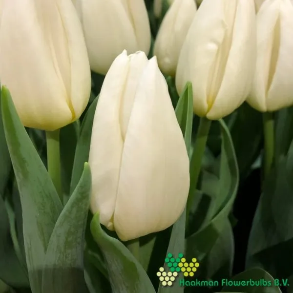 Tulipa Kobla