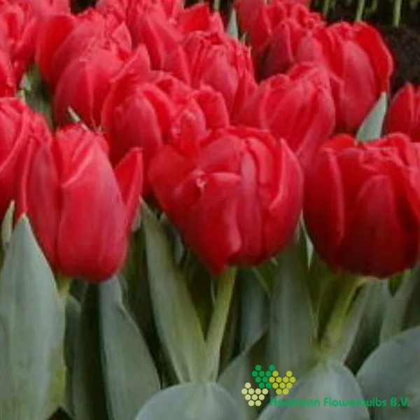 Tulp Largo