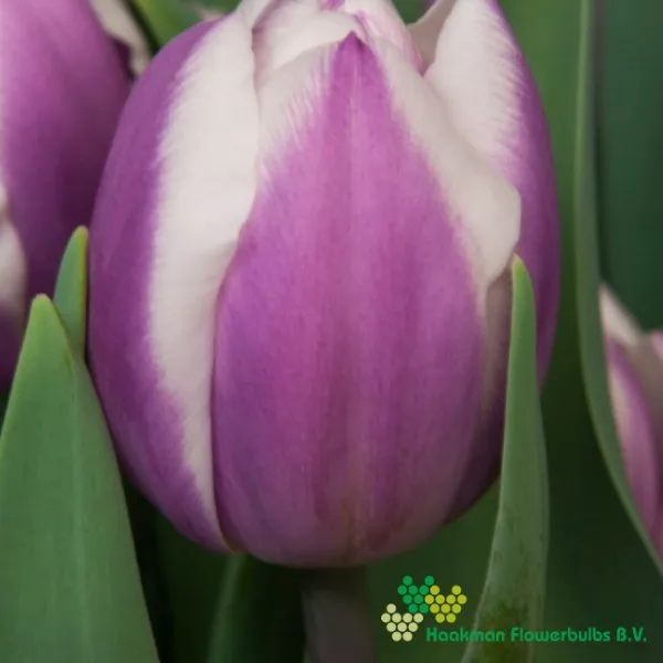 Tulp Librije