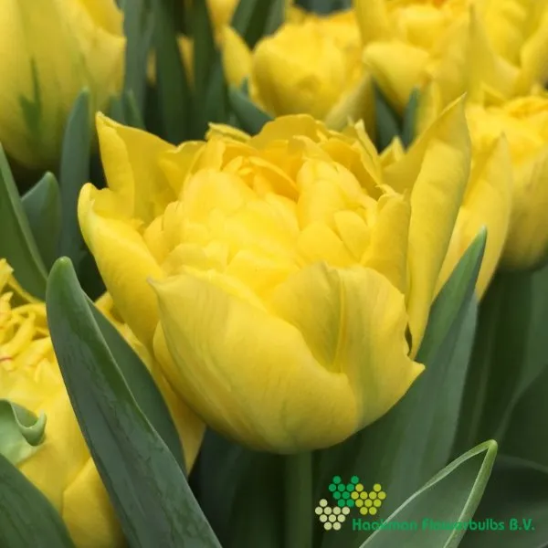 Tulp Limousine