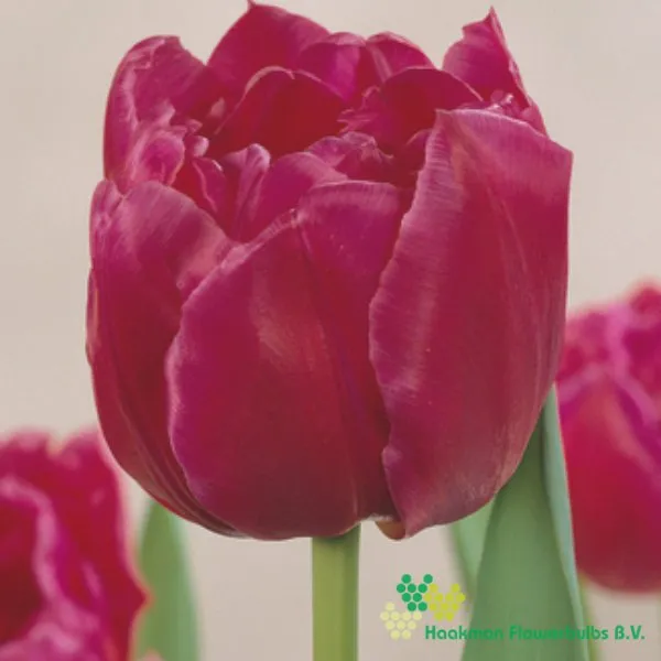 Tulp Margarita