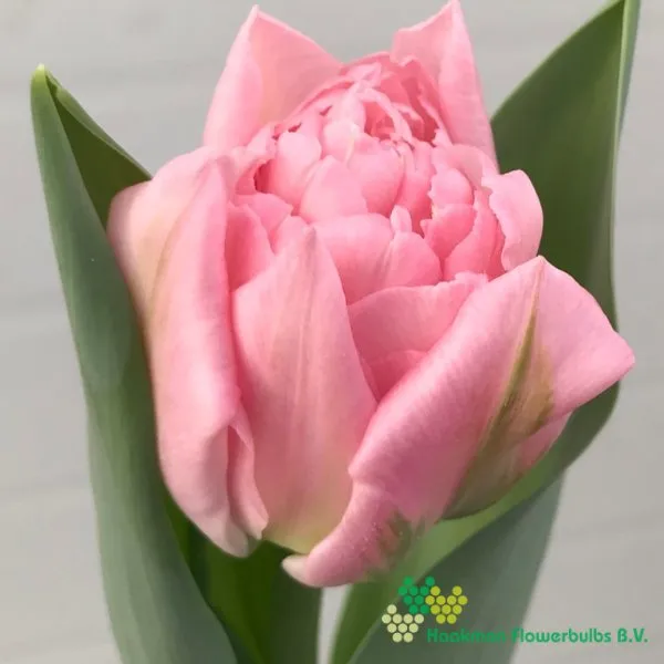 Tulp Mariage