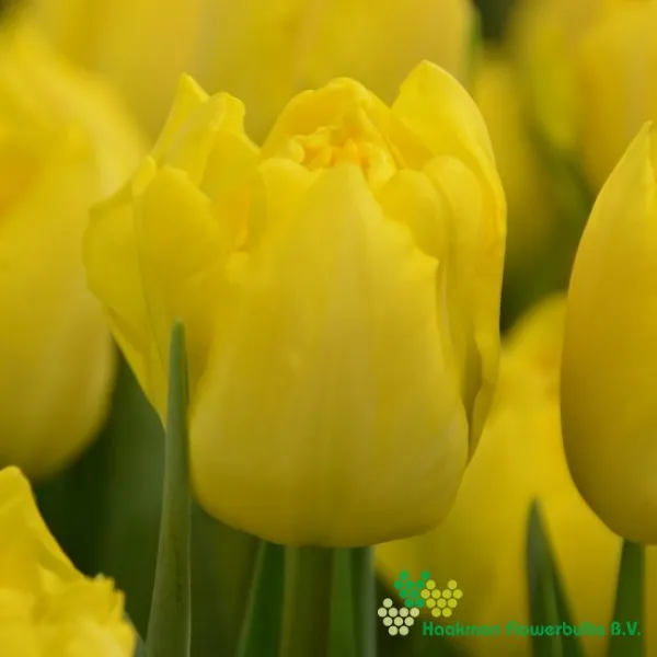 Tulp Marie Jo