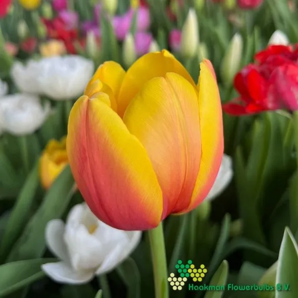 Tulipa Marit