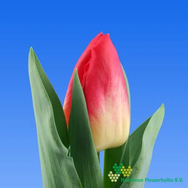Tulp Match