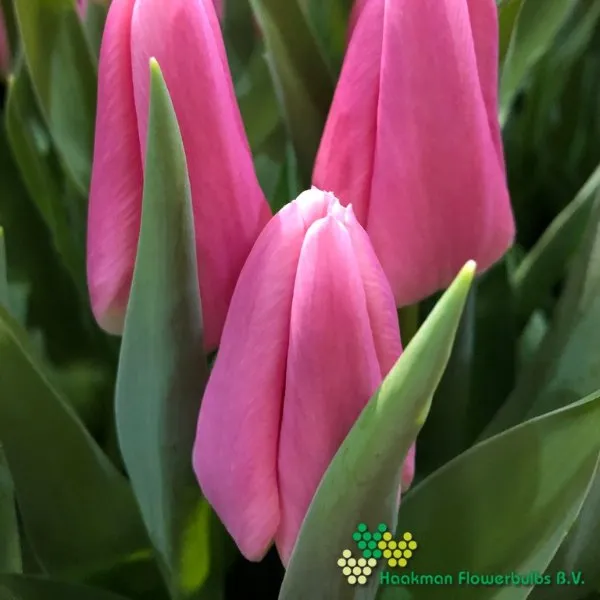 Tulp Matchmaker