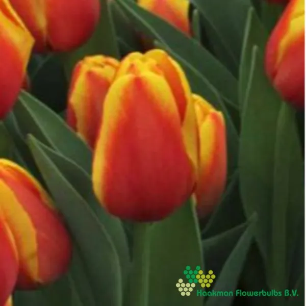 Tulp Milatz