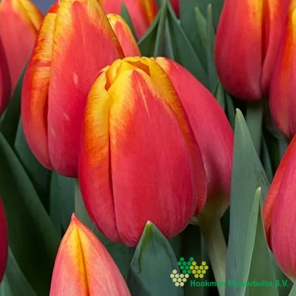 Tulipa Minsk