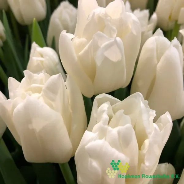 Tulipa Mondial