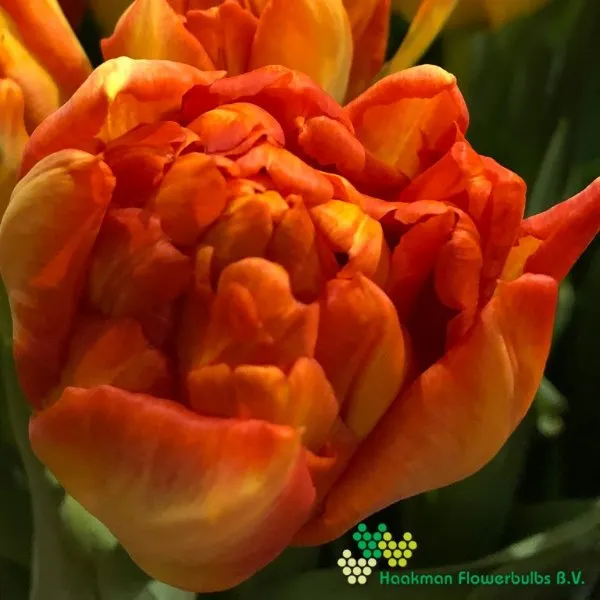 Tulp Monte Orange