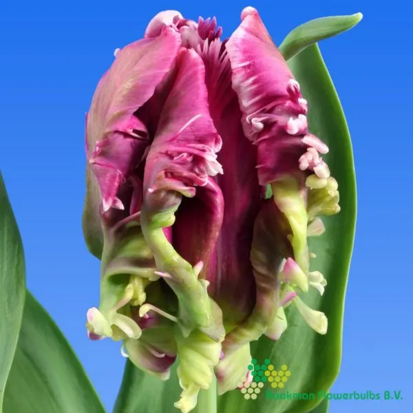 Tulp Mysterious Parrot