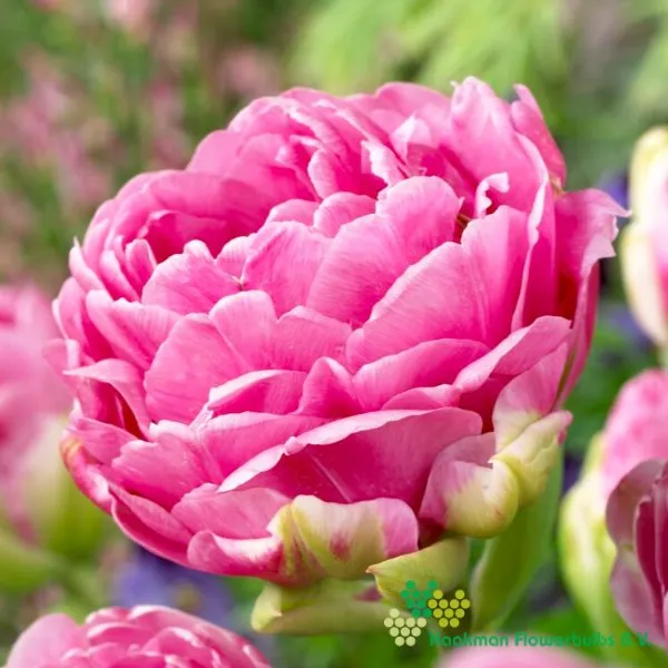 Tulp Negrita Double