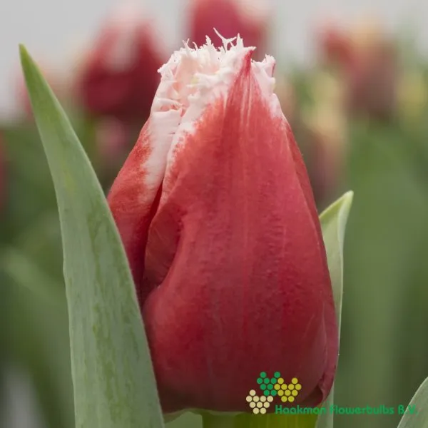 Tulp New Santa