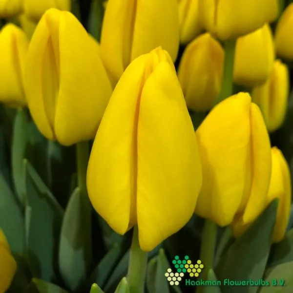 Tulp Novi Sun