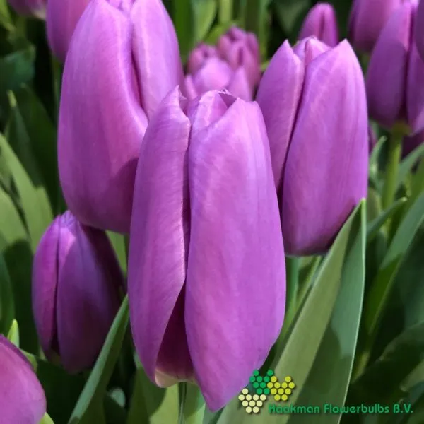 Tulp Ozon