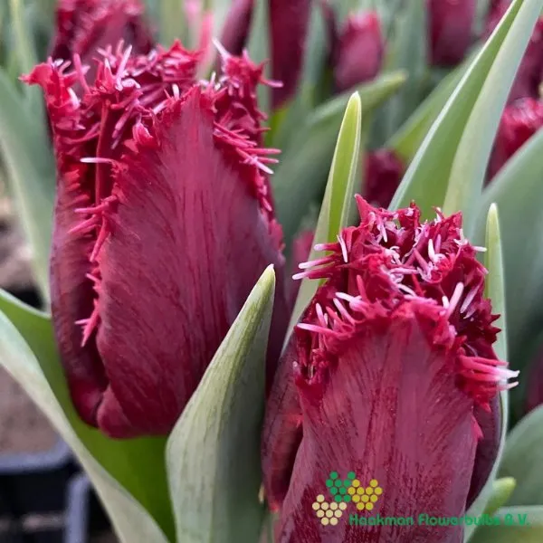 Tulp Philly Belle