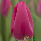 Pink Ardour