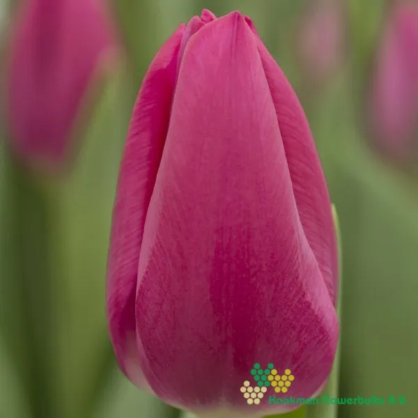 Tulp Pink Ardour