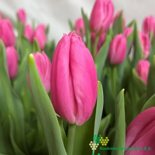 Tulipa Pink Flag